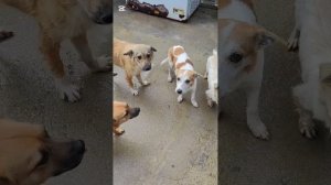 Рззнообразное меню для уточки