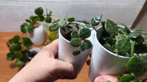 Мои Дисхидии.