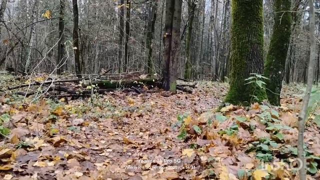 Прогулка #33, велотропа 🌲🌳🍂🍂🌲🌳 30.10.2025 смотреть онлайн