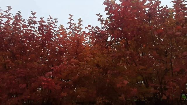 ОСЕНЬ ПРИРОДЫ И ОСЕНЬ ЖИЗНИ ЧЕЛОВЕЧЕСКОЙ: НЕИЗБЕЖНОСТЬ ЗИМЫ И УВЯДАНИЯ смотреть онлайн