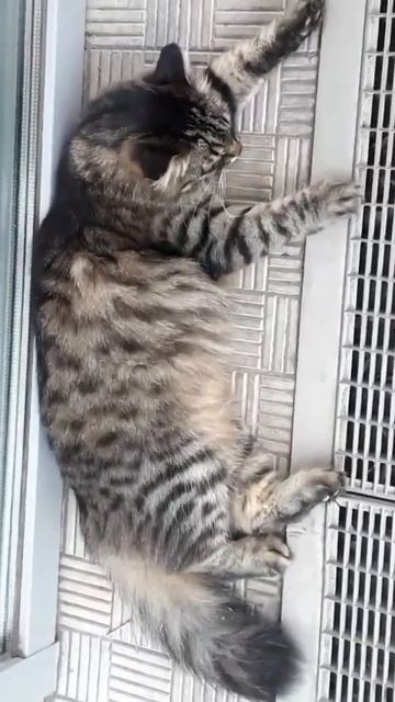 Котик милый, няшый почеши животик 👍😁😻#кот #смешно смотреть онлайн