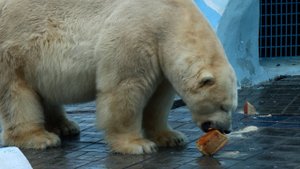 Кай и бутерброд.