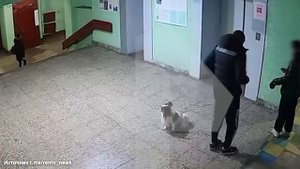 Жестокий инцидент: мужчина бросил собаку об стену в подъезде Петербурга