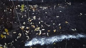 1,2 ноября 2025. Пока нет снега сажаем цветы, но морковь сажать ещё рано.