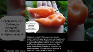 Обзор сортов Жемчужин моей коллекции. Сорта с историей, семейные, есть очень редкие.