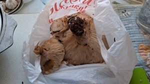 Собираю сомнительные грибы осенью. Но хочу попробовать. Понемножечку...