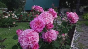 Цветение розы Эшли в 2025 году