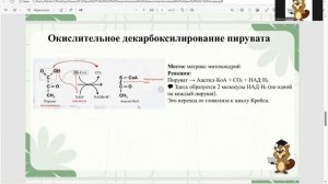 Энергетический обмен