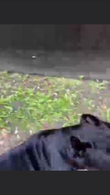 Прикол Спутал с мячиком😂