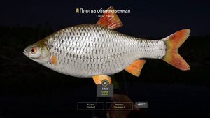 Русская Рыбалка 4 Трофей (Плотва обыкновенная) оз. Ладожское