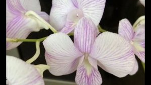 П-12.Ч-7. Дендробиум под домашним названием ПОЛОСАТИК, обзор спустя 4 месяца от последних съёмок.