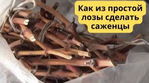 РАЗМНОЖЕНИЕ ВИНОГРАДА ЧУБУКАМИ. КАК ПРАВИЛЬНО ПОДГОТОВИТЬ И ОТОБРАТЬ ЧУБУКИ.