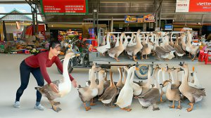 Покупаю гусей у фермера. Везу на рынок продавать гусей. Ухаживаю за утками, курами и свиньями.