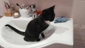 Кошка в раковине, иногда и так бывает