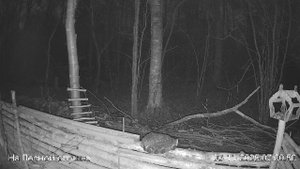 🍂НОЯБРЬ в ЛЕСУ онлайн #Relaxing #природа #звуки леса #птицы #погода🍁