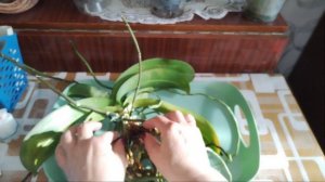 Орхидея Untold Stories - Неоконченная история.