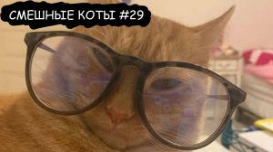 СМЕШНЫЕ КОТИКИ 😹😹😹 2025 l СМЕШНЫЕ ВИДЕО ТОЛЬКО ЛУЧШЕЕ #29