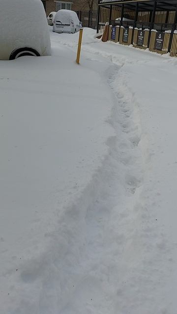 №334. Двор Сибирская 73. 29 апреля 2025 г., 8:45:25. VID_20250429_084316513