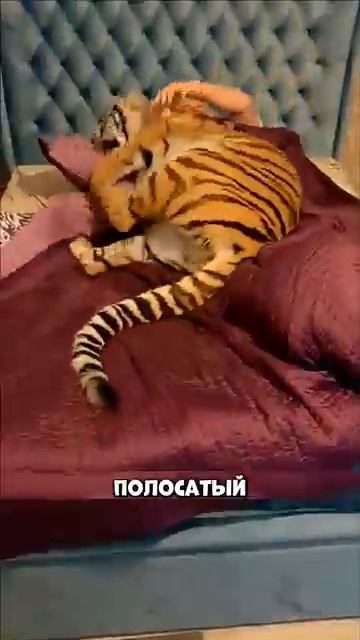 Мужчина в ТАЙГЕ подобрал ТИГРЁНКА [get.gt] смотреть онлайн