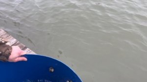 Запуск форели