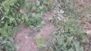 Горчица-индикатор плодородия почвы.