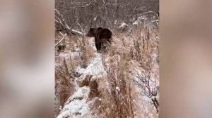 Рыбаки столкнулись с медведем во время рыбалки на Камчатке