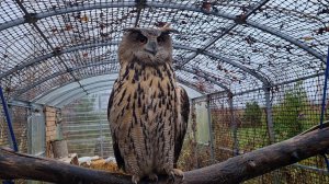 Утро в Избушке, в гостях у Ёлки и прощальная улыбка Октября