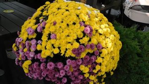 02=11=2025  ник  КРАСНОДАР   (66)