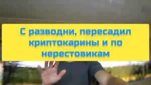 С РАЗВОДНИ, ПЕРЕСАДИЛ КРИПТОКАРИНЫ И ПО НЕРЕСТОВИКАМ