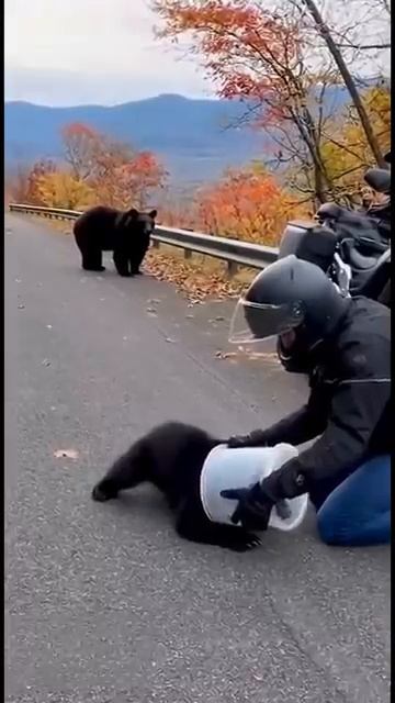I Helped a Bear Cub Escape Trouble [get.gt] смотреть онлайн