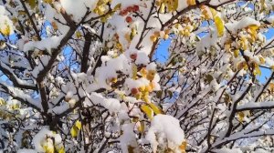 #первый#снег#ранетки#колдун в снегу#03ноября#25год#