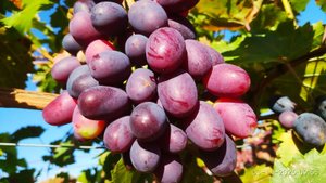 Саженцы винограда, пора копать?