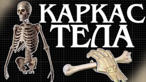 Не просто каркас. Почему кости — это живой орган?