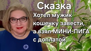 Сказка. Хотел мужик кошечку завести, а взял МИНИ-ПИГА с доплатой
