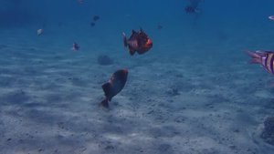 Желтомордые псевдобалисты Pseudobalistes flavimarginatus