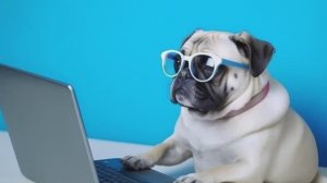 Собачий магазин.ДОГ-ШиК