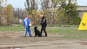 2 Отл. Art Raen's ABIGEL Лучшая защита! №21. ШАХТЫ 3 ноября`25 Моно немецких овчарок