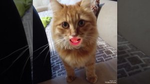 Апильсинка