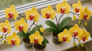 Орхидеи будут цвести как бешеные круглый год!