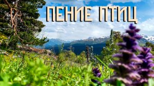Пение Птиц на Горном Лугу / Звуки Природы / Музыка Гор