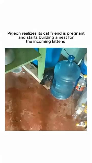 A pigeon built a nest for the kittens [get.gt] смотреть онлайн
