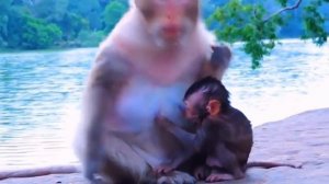 Популярная у макак техника "Стряхнуть детёныша с соска".  1 000040079.mp4