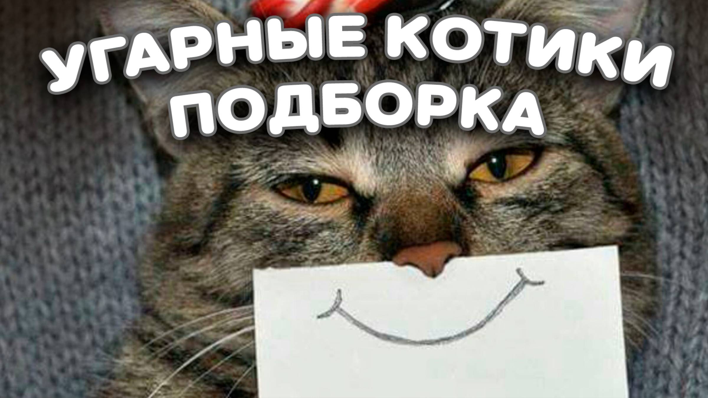 Угарные котики.😺 Смотреть всем!