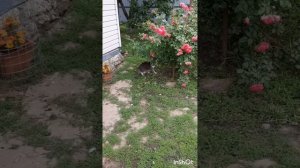 Животные.Сборник интересных моментов из жизни животных.Фильм5.Серия3  .mp4