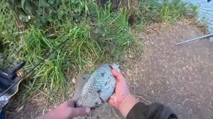 ОСЕННИЙ ЖОР КАРАСЯ НА КУБАНИ! ЛОВЛЮ ТРОФЕЙНОГО КАРАСЯ ОДИН ЗА ОДНИМ!