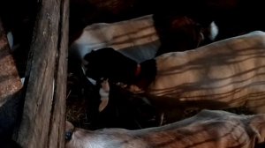 Немного о погоде на Урале/ Хозяйство,болталка от меня/ Диана печёт блины.