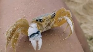 Природные дворники ☺️😉🧐