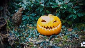 Всех с прошедшим Хеллоуином!!!