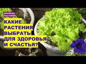 Какие растения выбрать для здоровья и счастья?