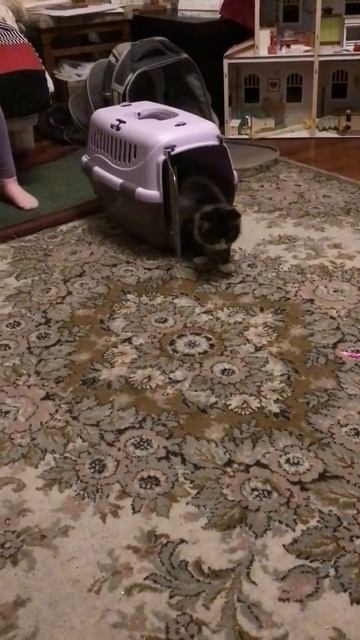 Санкт -Петербург. 02.11.2025. В гостях у Персика котята 🐈_⬛  Кнопочка, Черника и Торт. Эпизод 7